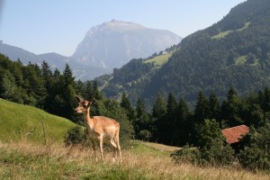 IMG_1861